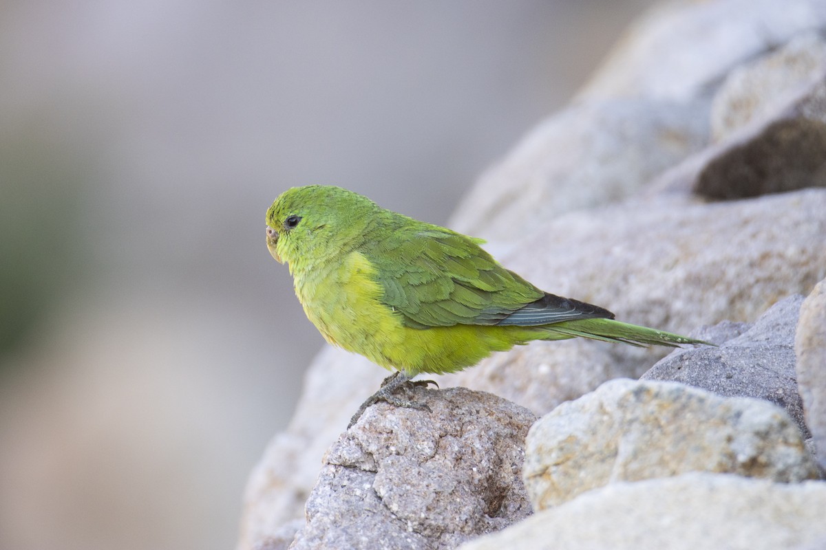 Mountain Parakeet - ML637350708