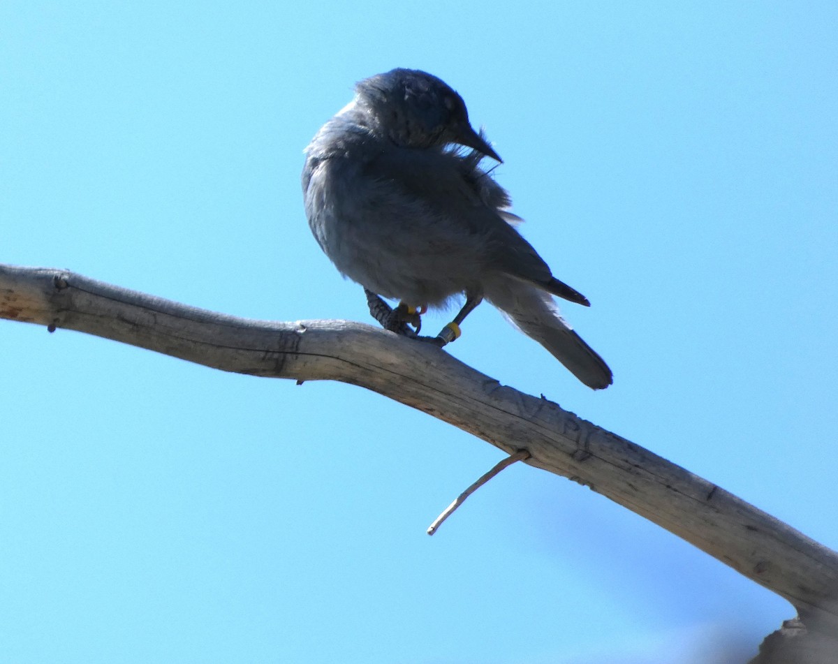 Pinyon Jay - ML637350715