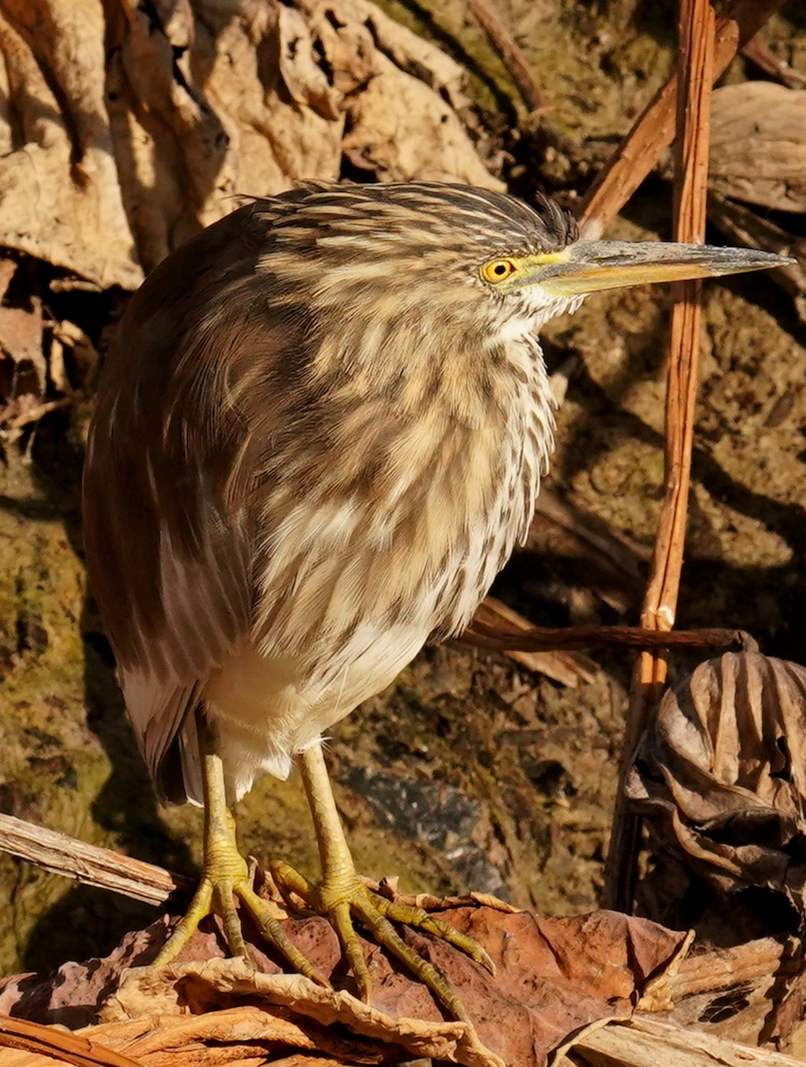 Chinese Pond-Heron - ML637350716