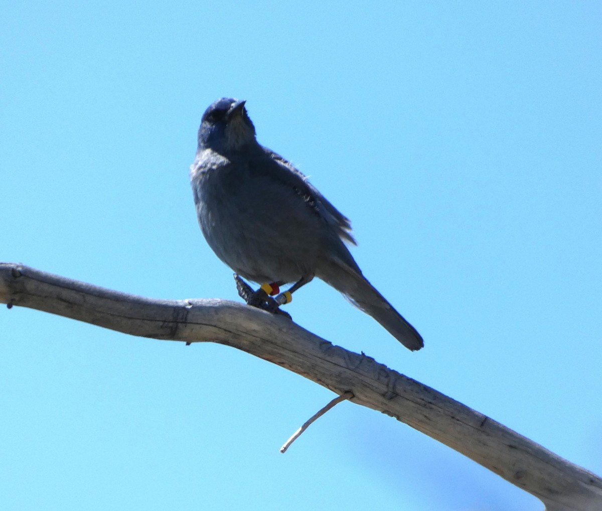 Pinyon Jay - ML637350721