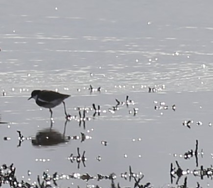 Red-kneed Dotterel - ML637350725