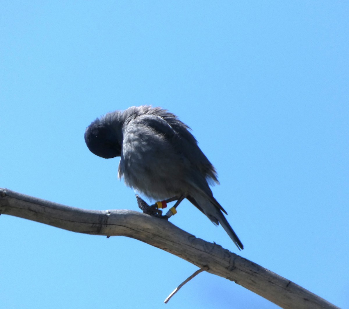 Pinyon Jay - ML637350730