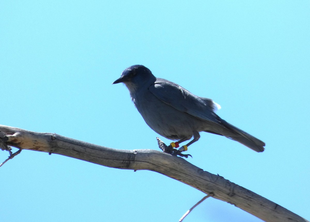 Pinyon Jay - ML637350750