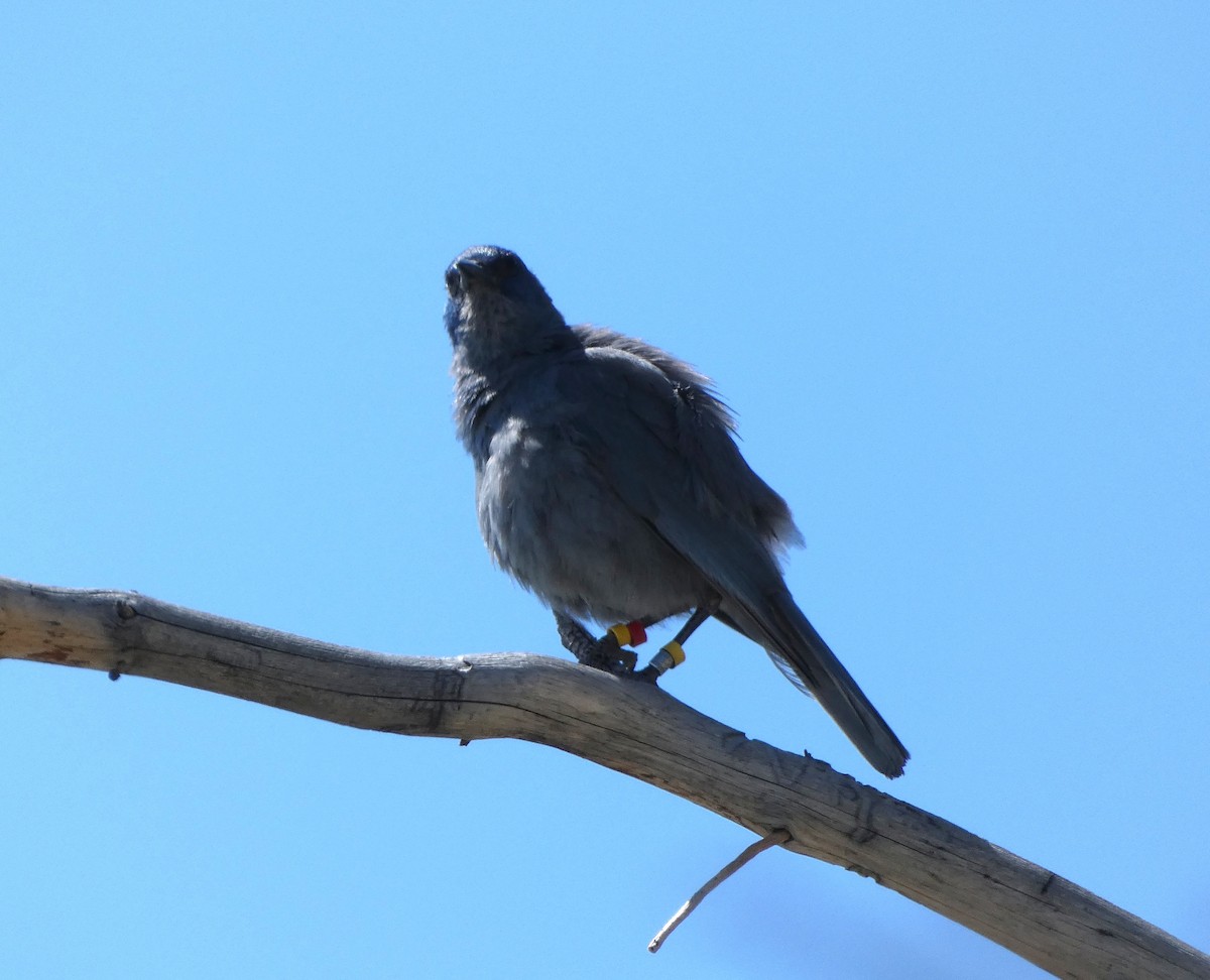 Pinyon Jay - ML637350761