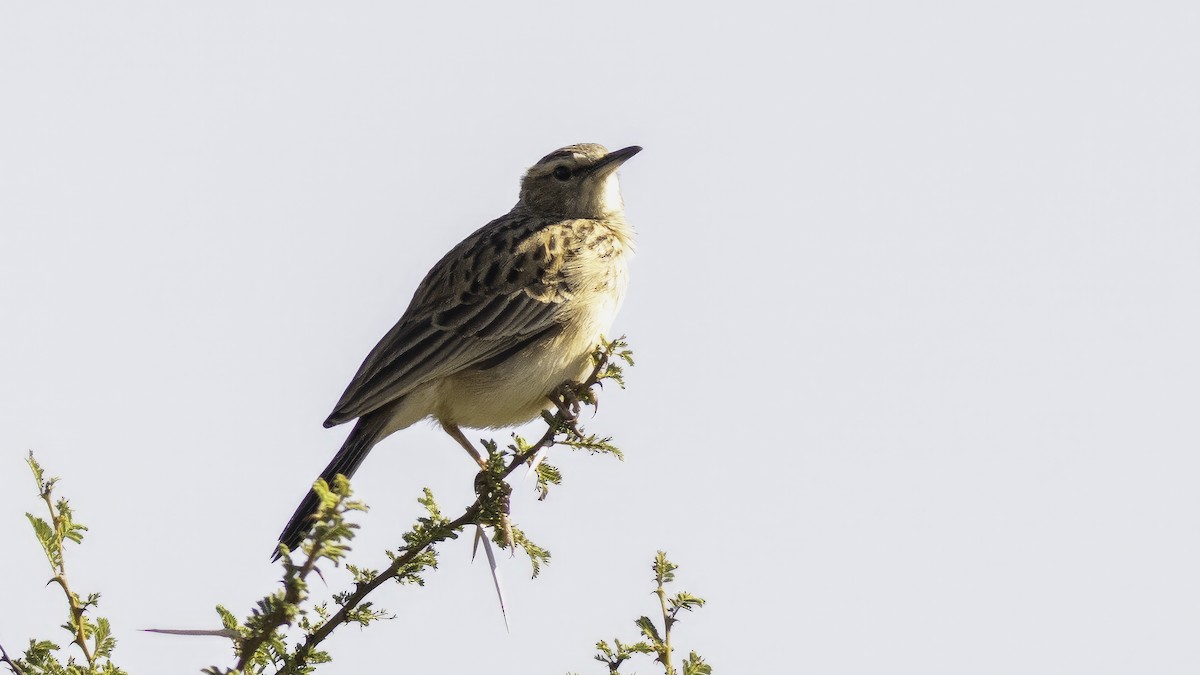 Short-clawed Lark - ML637350834