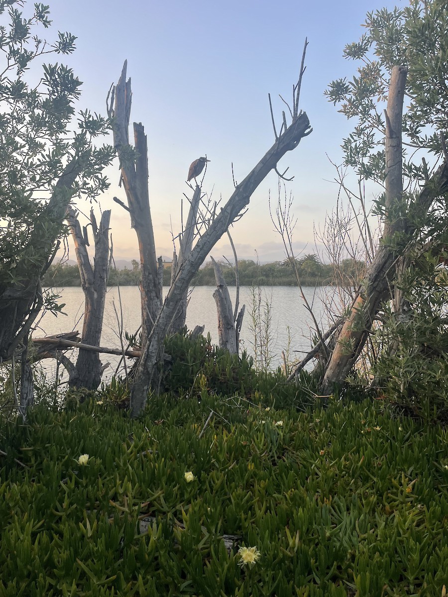 Yellow-crowned Night Heron - ML637350848