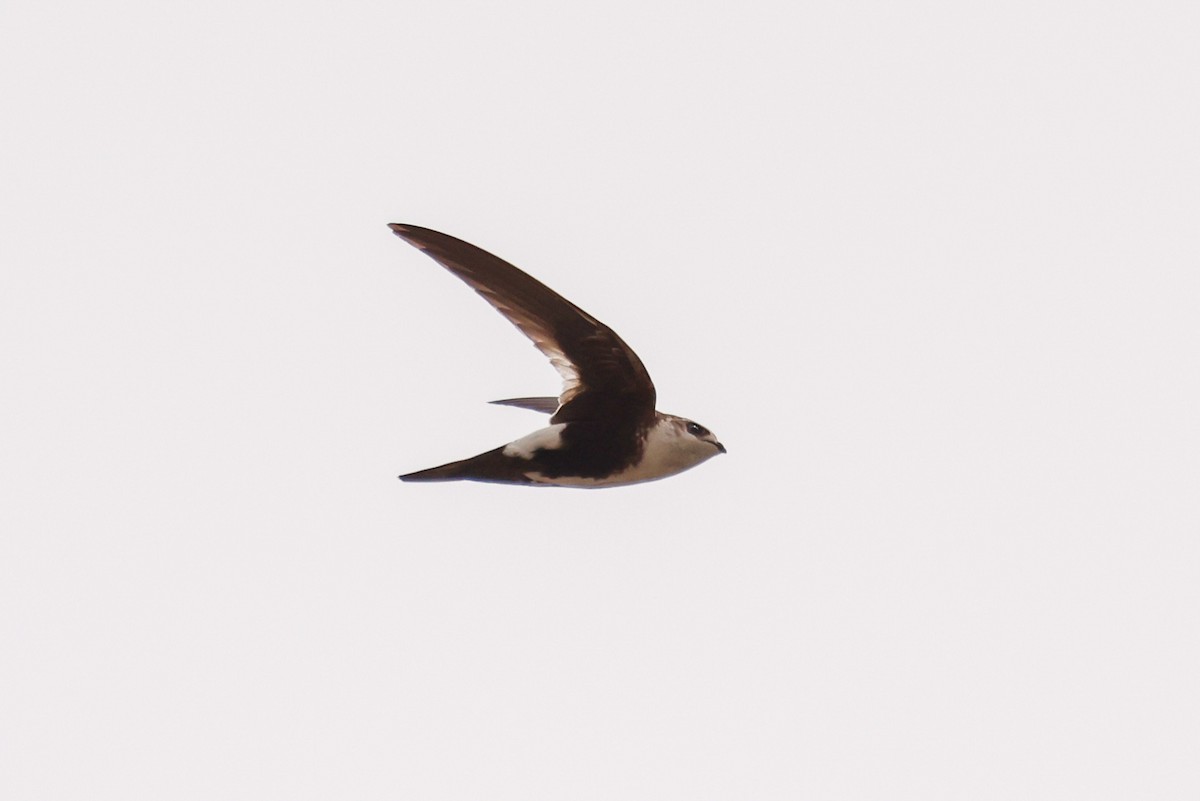 White-throated Swift - ML637350894