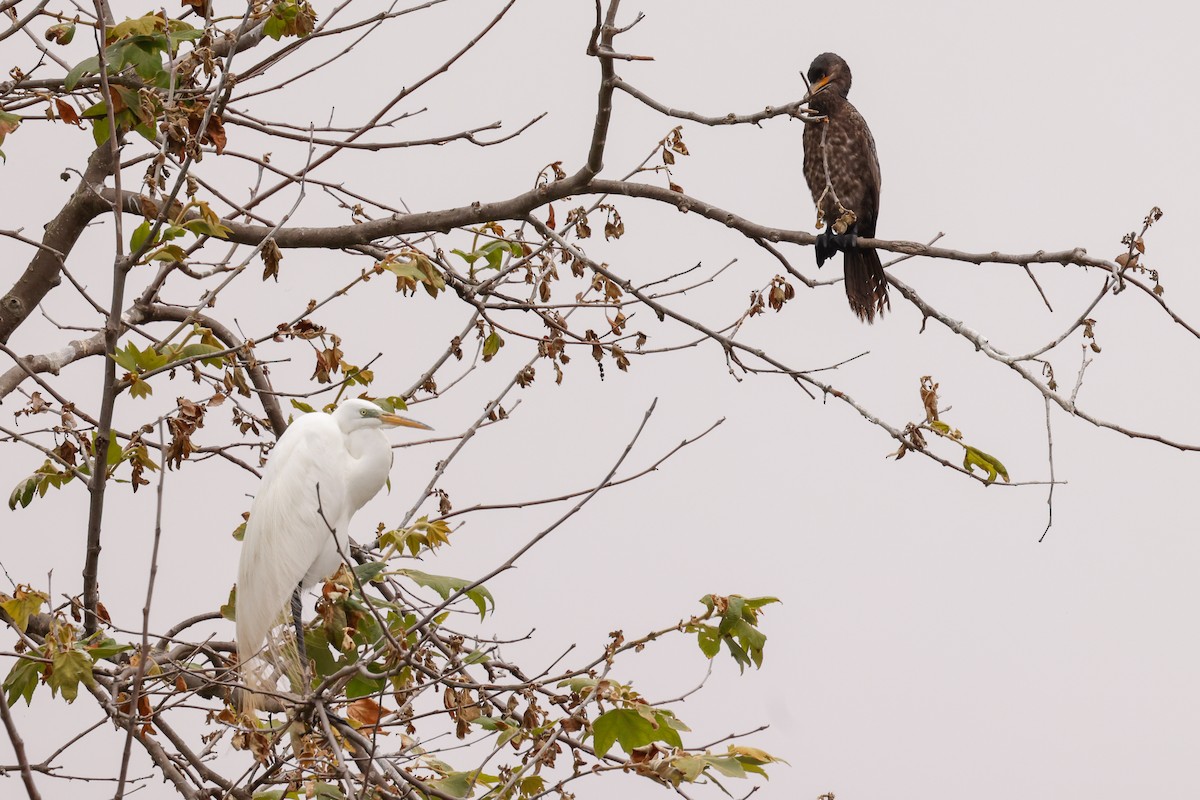 Great Egret - ML637350906