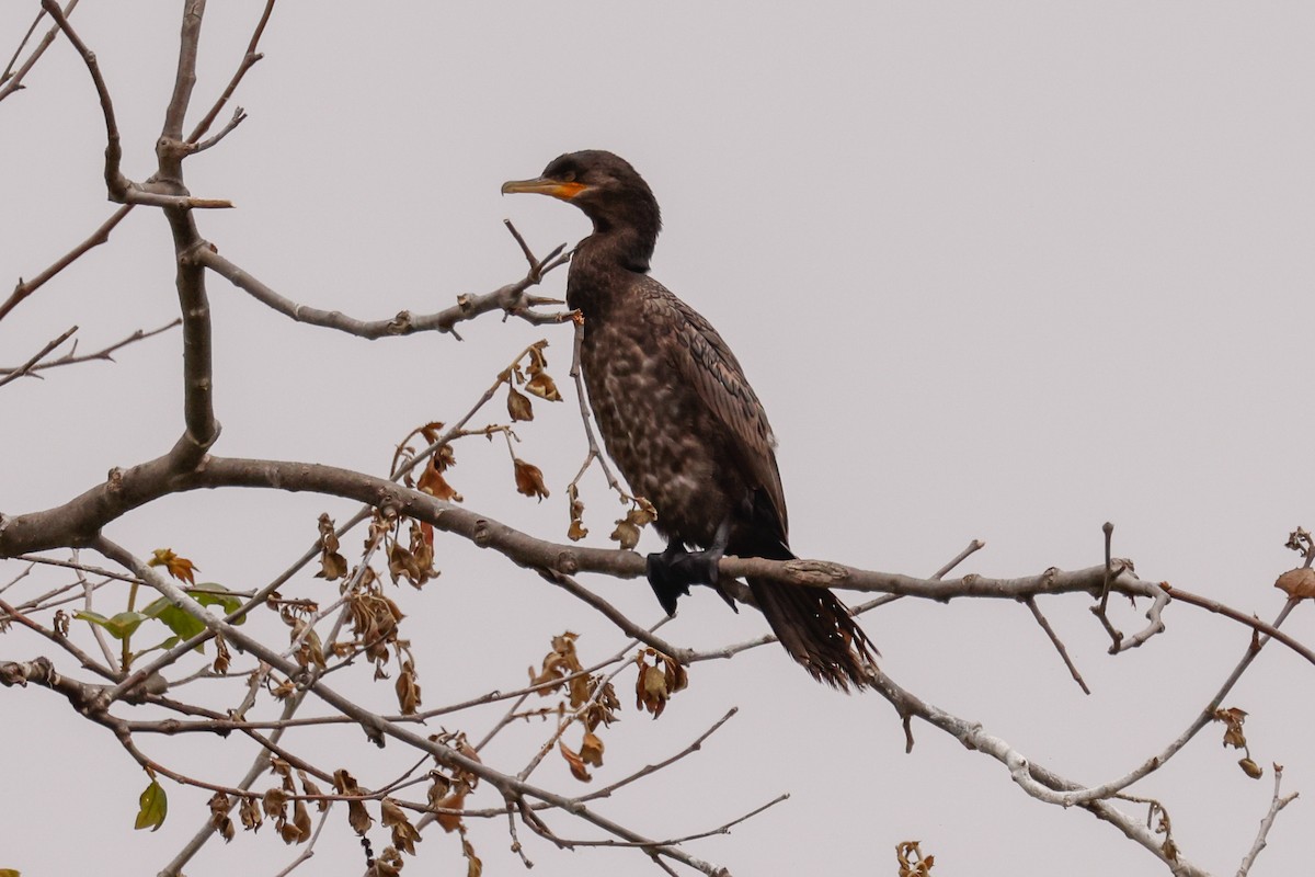 Neotropic Cormorant - ML637350919