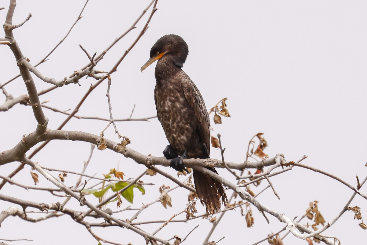 Neotropic Cormorant - ML637350921