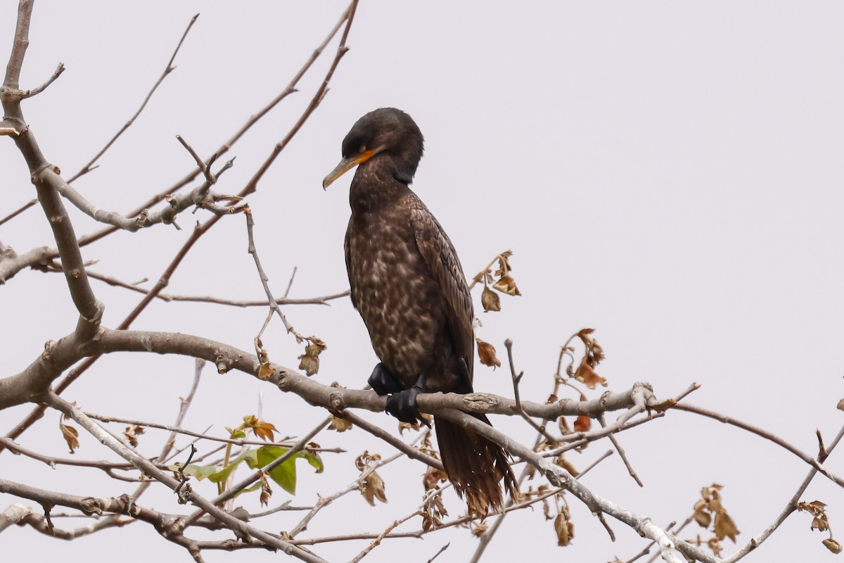 Neotropic Cormorant - ML637350922