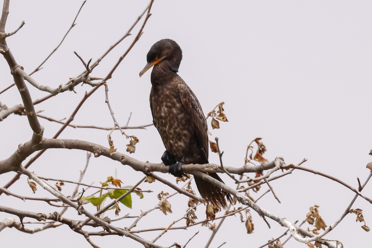 Neotropic Cormorant - ML637350923