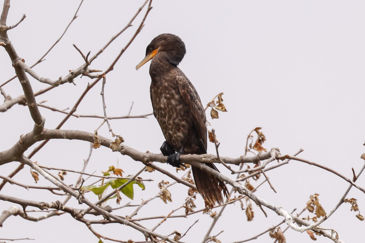 Neotropic Cormorant - ML637350924