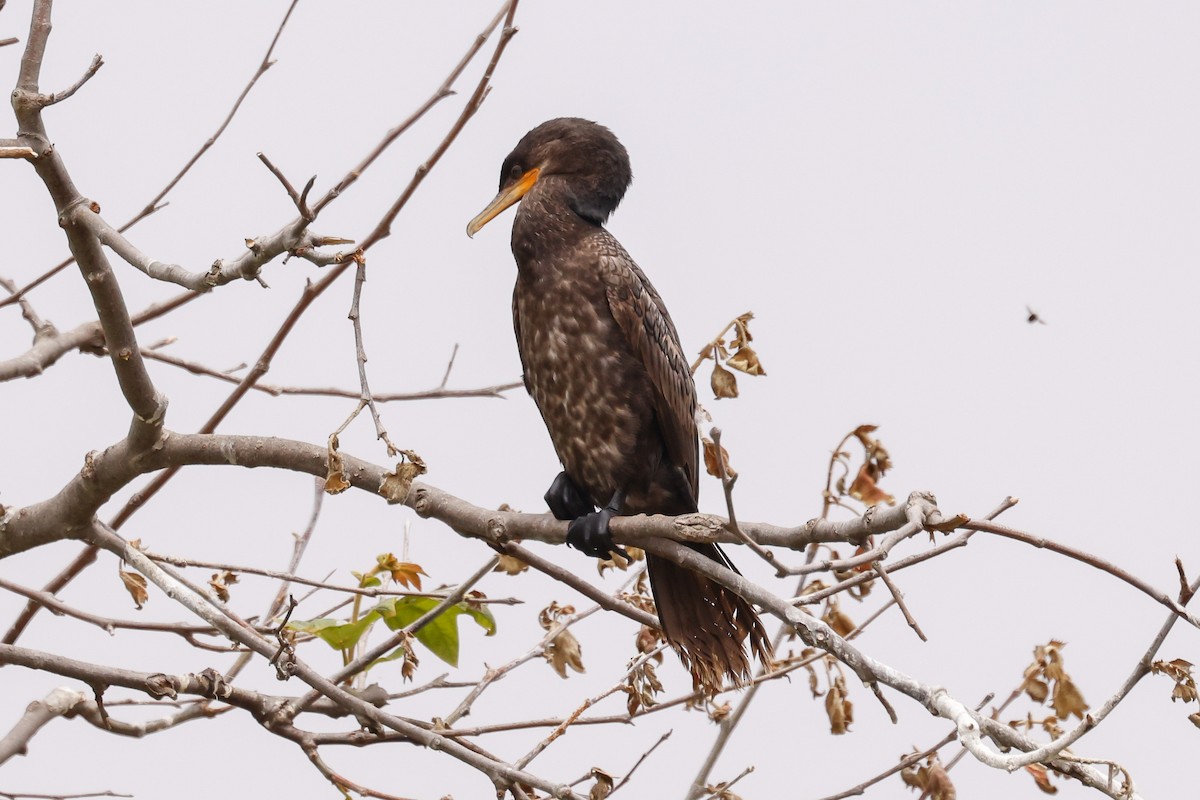 Neotropic Cormorant - ML637350925