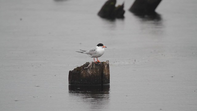 Forster's Tern - ML637350958