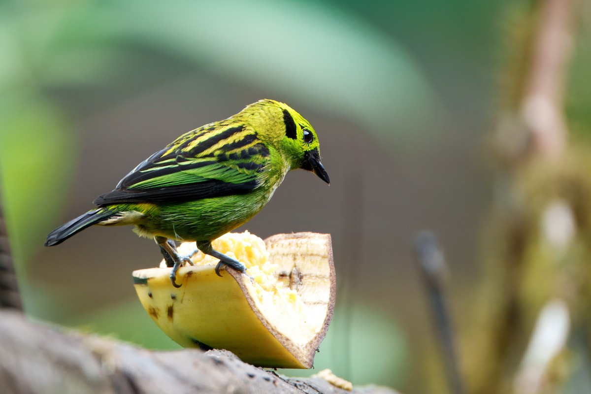 Emerald Tanager - ML637350961