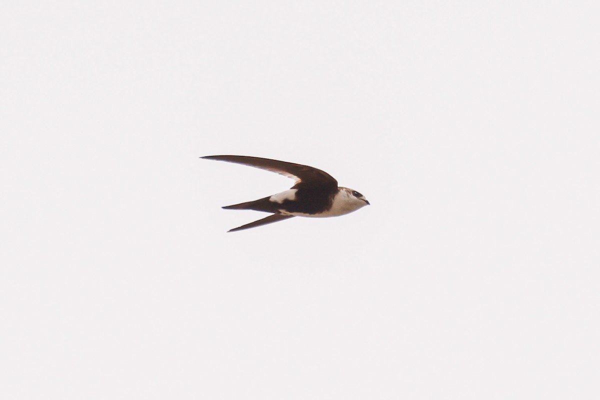 White-throated Swift - ML637350987