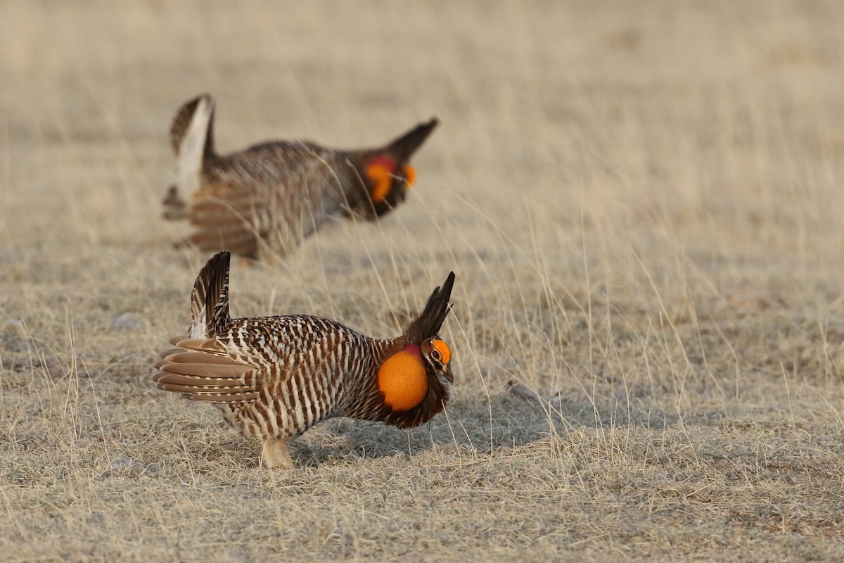 Greater Prairie-Chicken - ML637351002