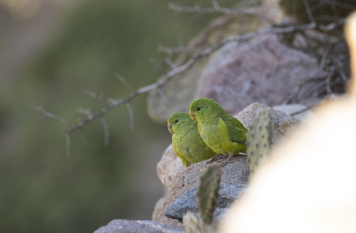 Mountain Parakeet - ML637351013