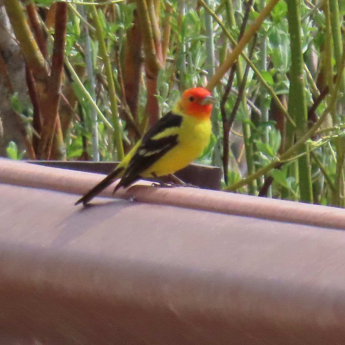 Western Tanager - ML637351032