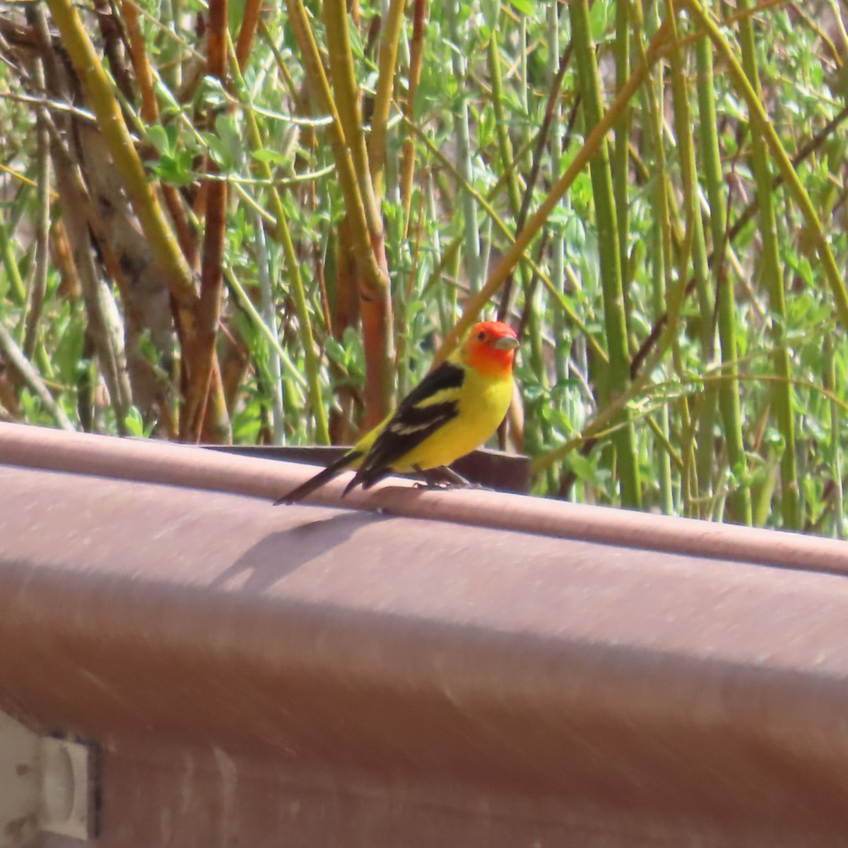 Western Tanager - ML637351034