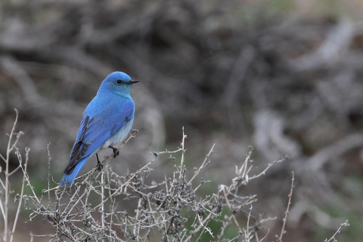 Mountain Bluebird - ML637351059