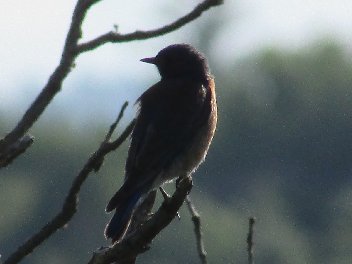 Western Bluebird - ML637351122