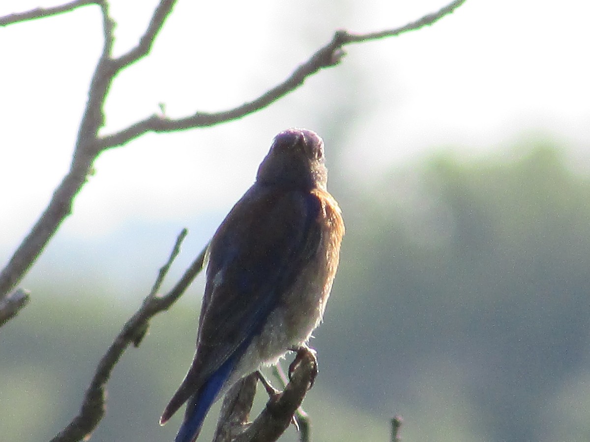 Western Bluebird - ML637351123