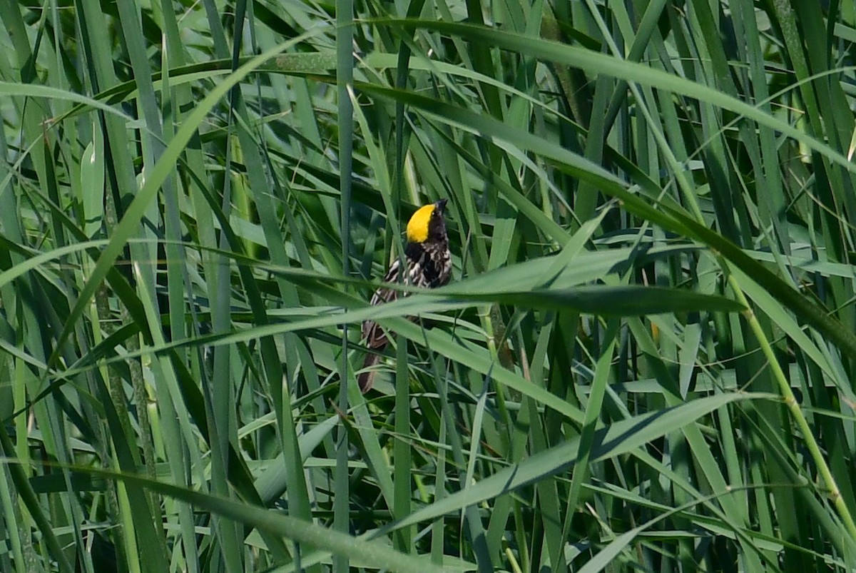 Streaked Weaver - ML637351135
