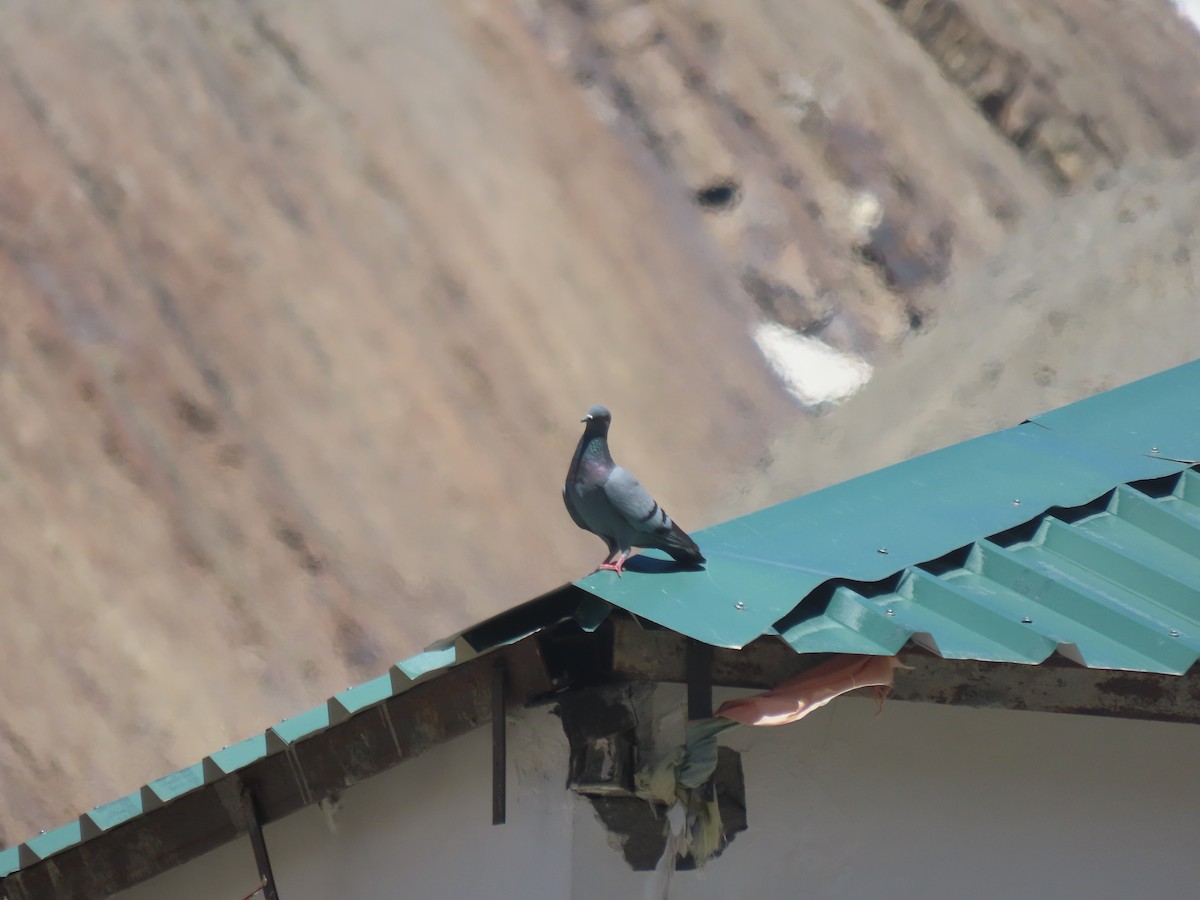 Pigeon des rochers - ML637351177