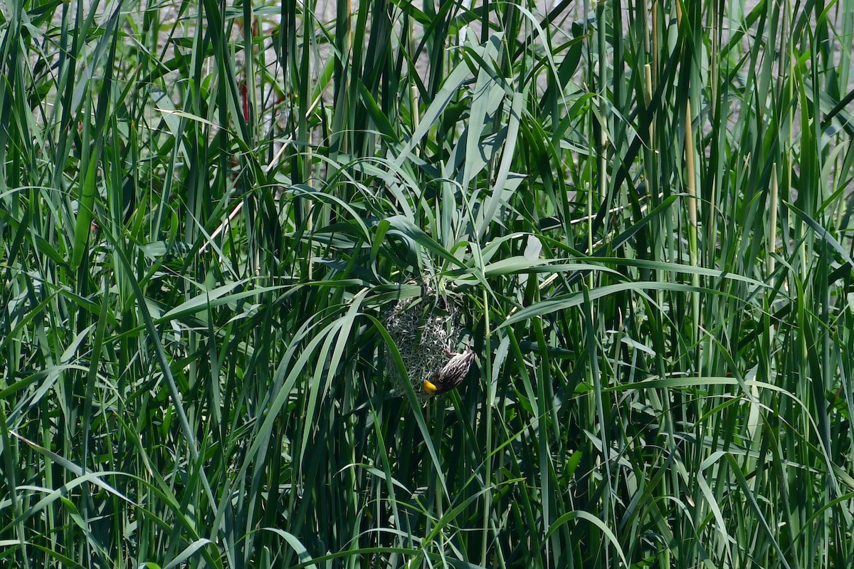 Streaked Weaver - ML637351188