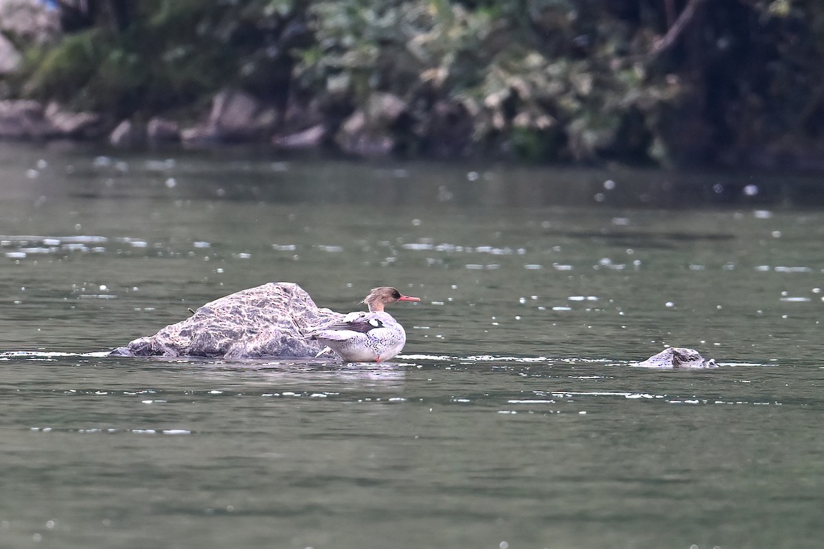Scaly-sided Merganser - ML637351189