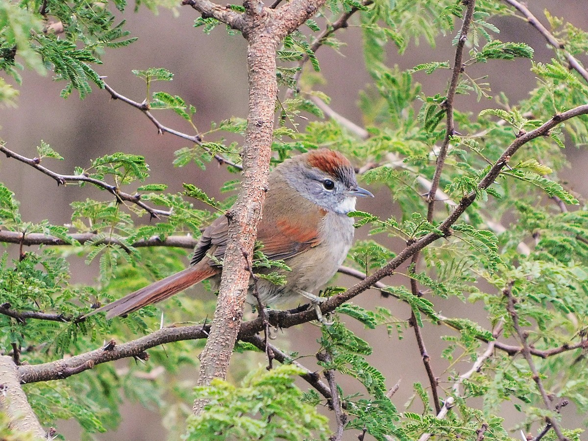 Sooty-fronted Spinetail - ML637351202