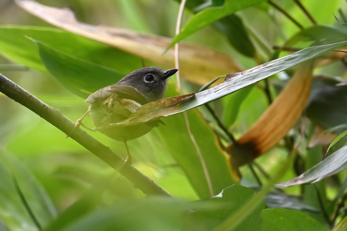 Huet's Fulvetta - ML637351203