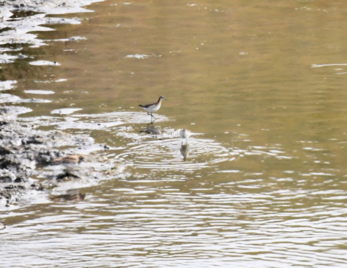 hvithalesvømmesnipe - ML637351253
