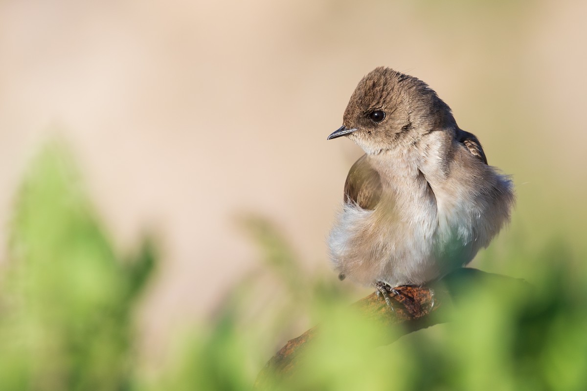 Northern Rough-winged Swallow - ML637351261