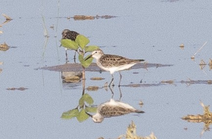 White-rumped Sandpiper - ML637351284