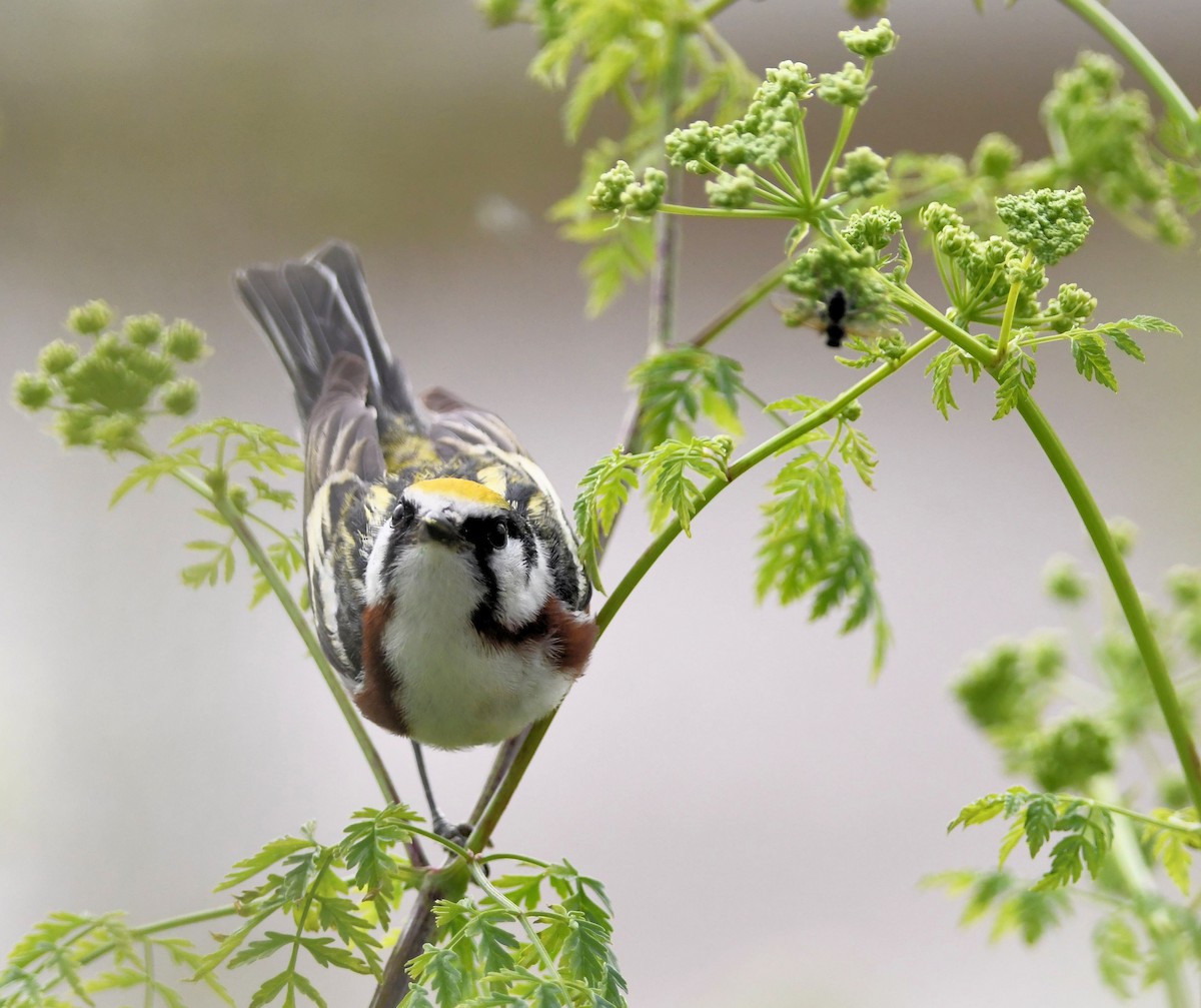 brunsideparula - ML637351287