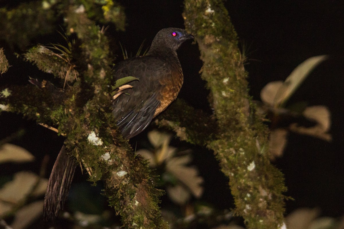 Sickle-winged Guan - ML637351288