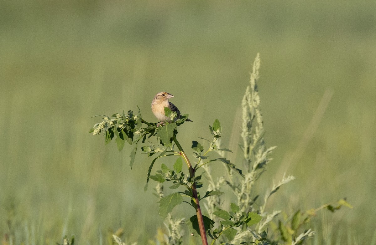 Grasshopper Sparrow - ML637351292