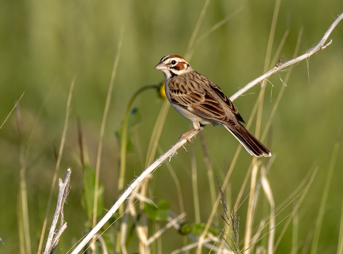 Lark Sparrow - ML637351302