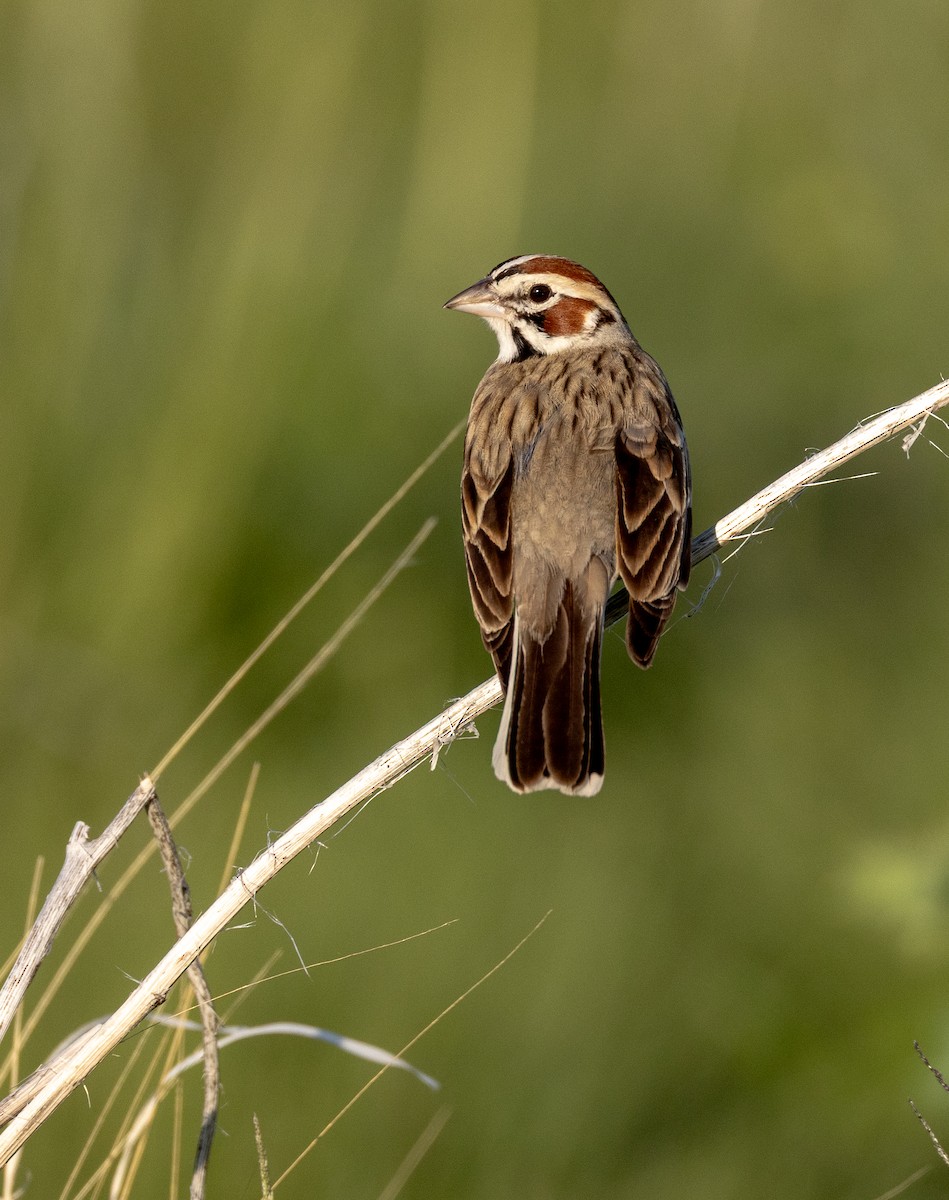 Lark Sparrow - ML637351303