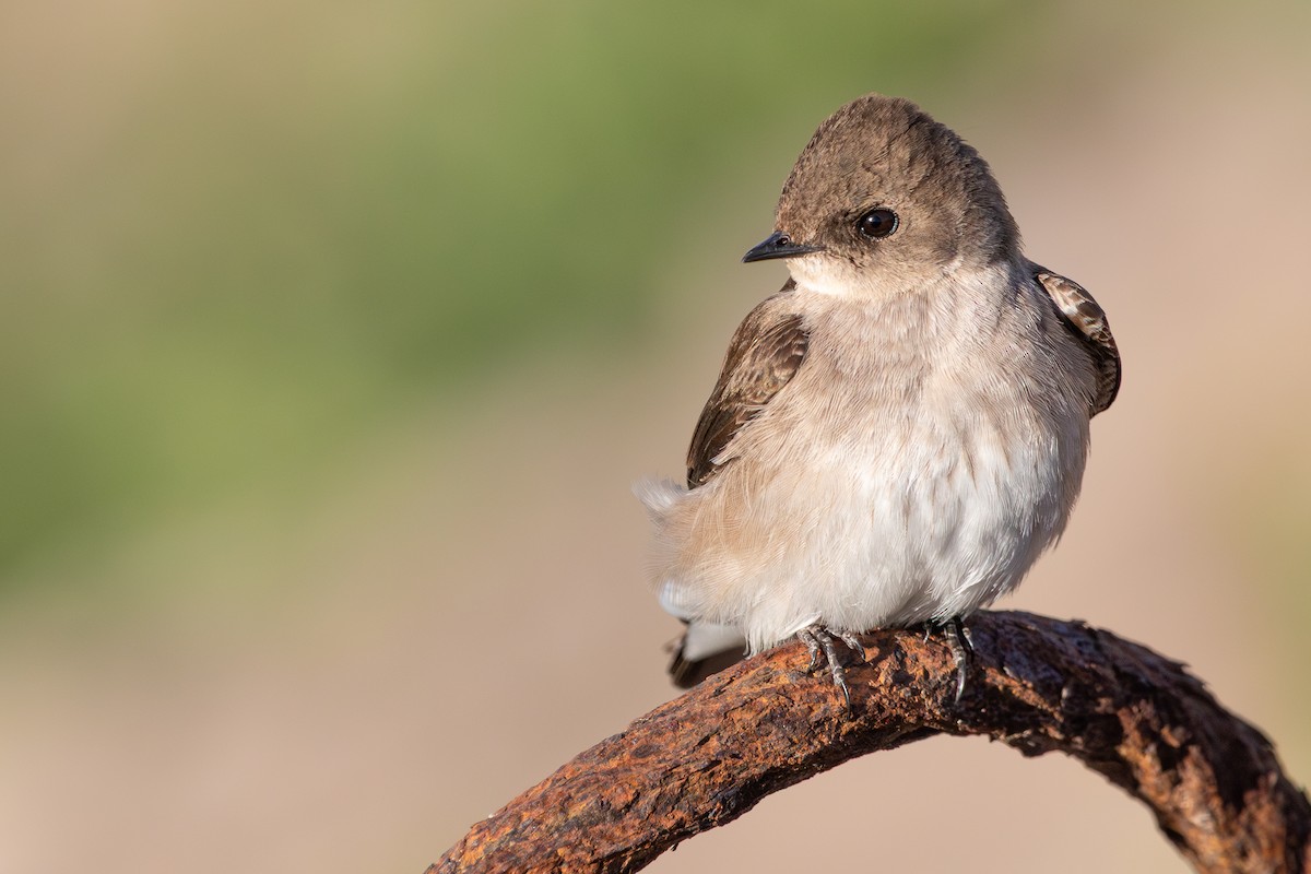 Northern Rough-winged Swallow - ML637351304