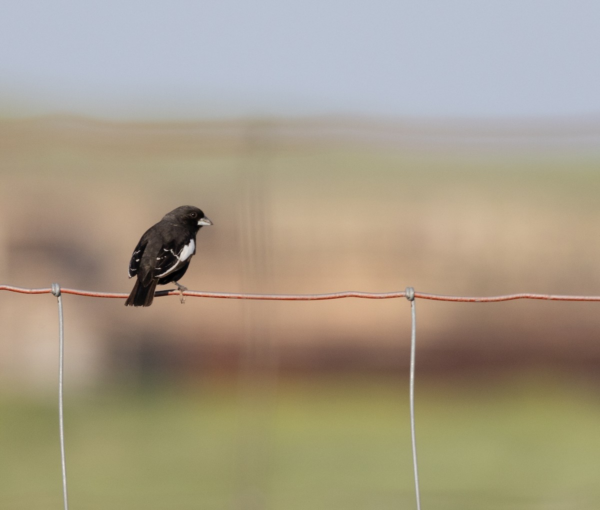 Lark Bunting - ML637351305