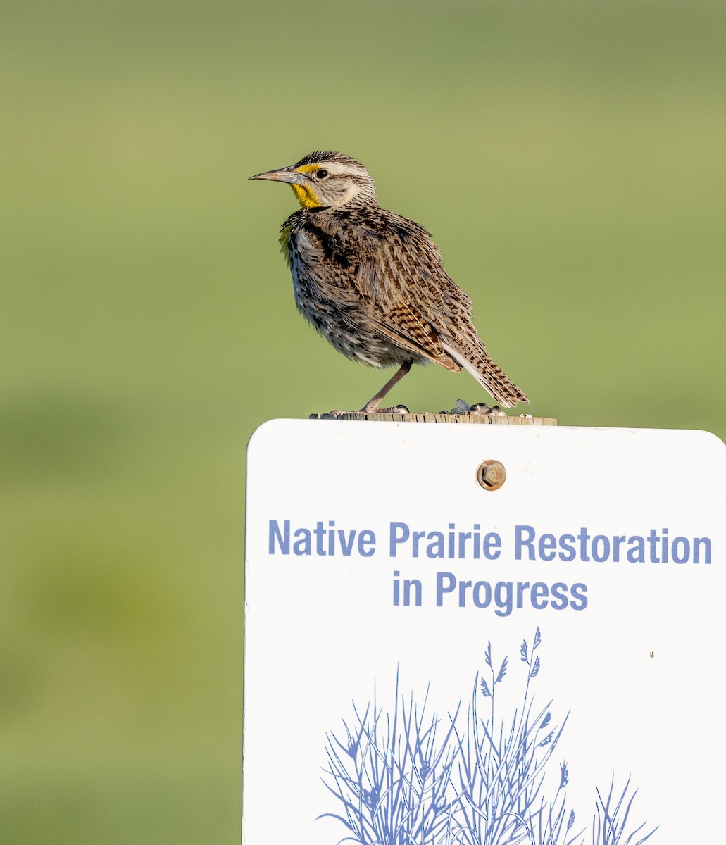 Western Meadowlark - ML637351309