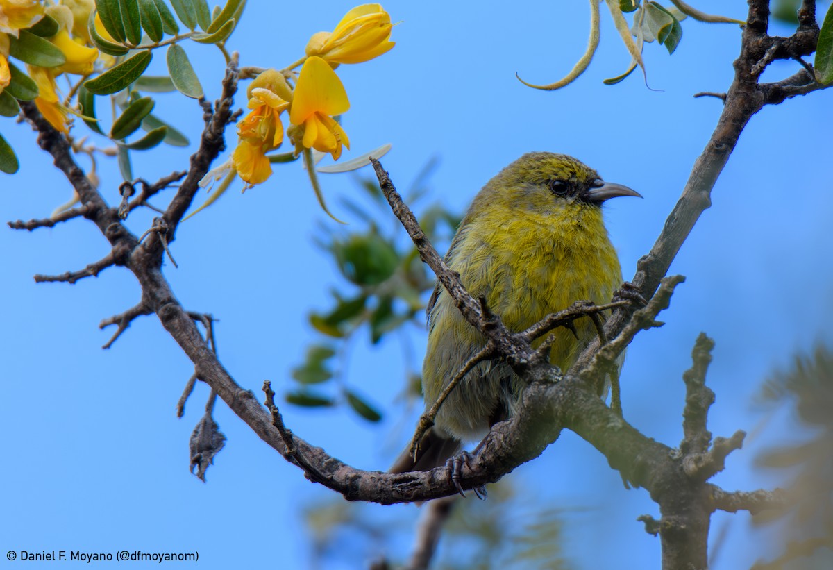 Hawaii Amakihi - ML637351345