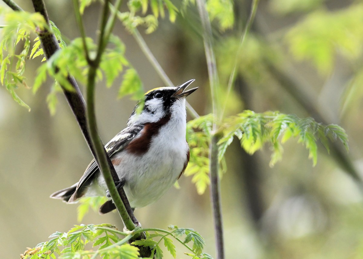 brunsideparula - ML637351362