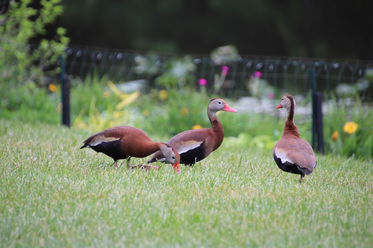 Black-bellied Whistling-Duck - ML637351422