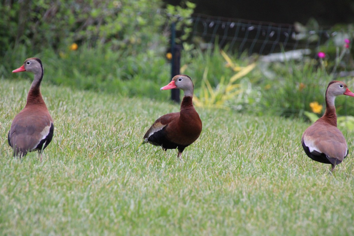 Black-bellied Whistling-Duck - ML637351425