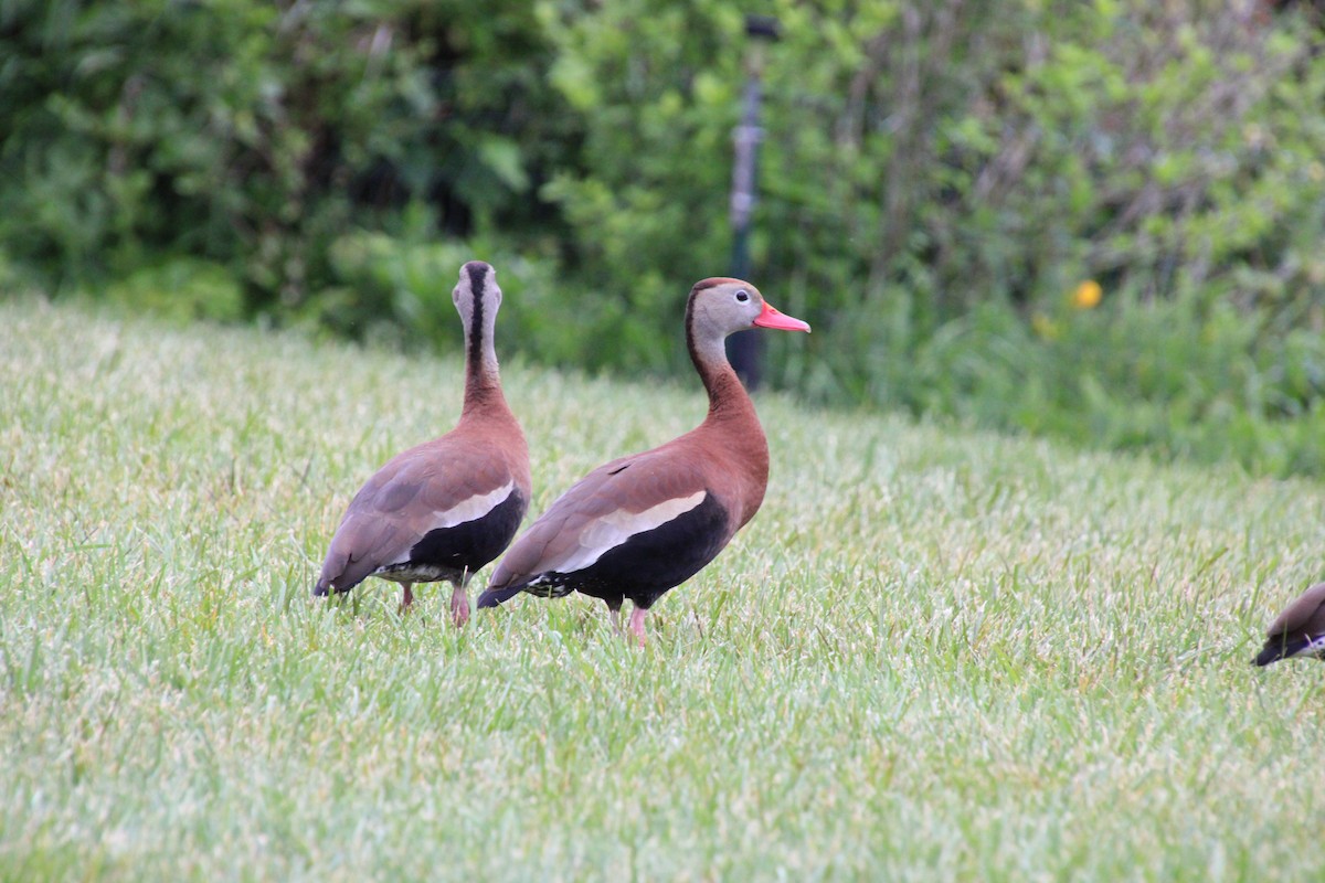 Black-bellied Whistling-Duck - ML637351427